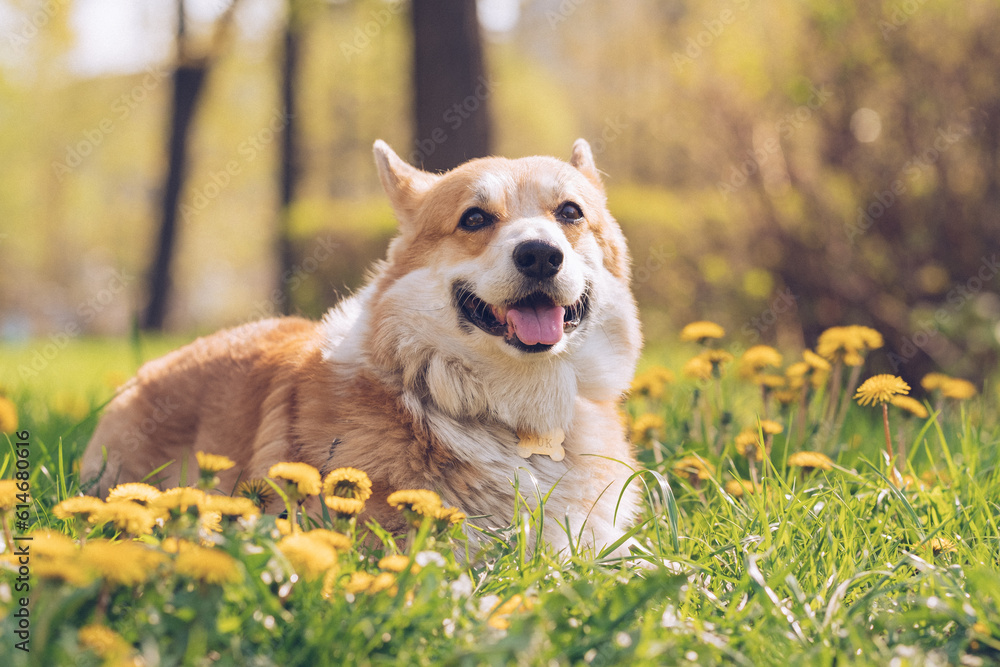 Corgi with a golden collar sitting on green grass and dandelions on a sunny day Corgi with a golden collar sitting on green grass and dandelions on a sunny day
