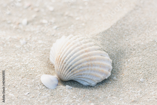 Sea shells on the sand, summer beach background. Top view