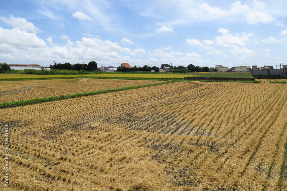 坂の上から見る晩夏の近郊の刈田風景