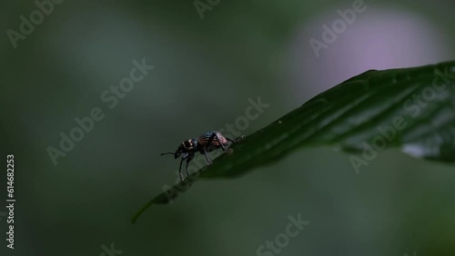 Seen almost at the tip of the leaf resting, Metapocyrtus Orthocyrtus hirakui sp. nov. Weevil, Male, Philippines photo