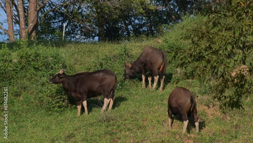 Three individuals on the slope side of the hill while facing to the left and the other turns around, Gaur Bos gaurus, Thailand photo