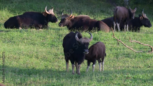 A mother and a calf in the front while others at the back resting during the afternoon, Gaur Bos gaurus, Thailand photo