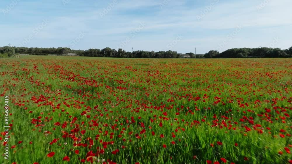 A scene of a flying drone just over from a flower garden A scene of a flying drone just over from a flower garden