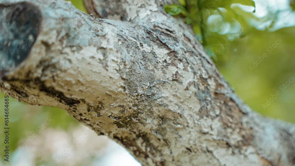 Sick and infected tree bark, insects, pests and parasites damaged tree bark, moss and lichen on bark surface, botany and tree diseases concept Sick and infected tree bark, insects, pests and parasites damaged tree bark, moss and lichen on bark surface, botany and tree diseases concept