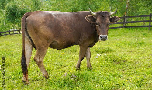 cow looking at the camera. rural landscape with green background. photo during the day.