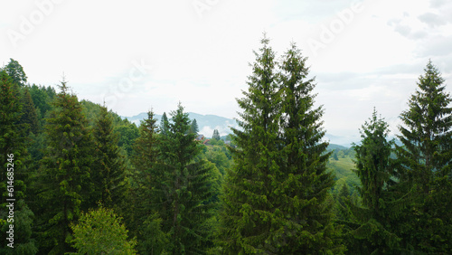 fir trees mountain landscape with cloudy sky.