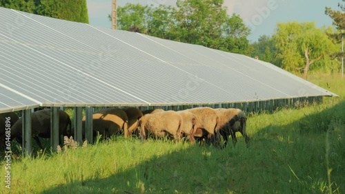 Mouton pâturage sous panneau solaire pour entretenir.