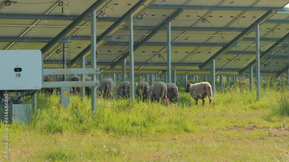 Mouton pâturage sous panneau solaire pour entretenir.