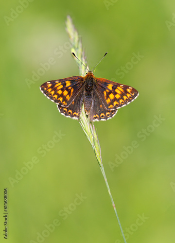 Macrophotographie d'un papillon - Lucine - Hamearis lucina