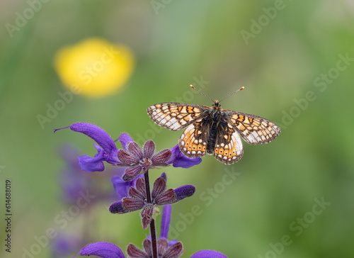 Macrophotographie d'un papillon - Mélitée du plantain - Melitaea cinxia photo