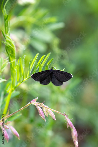 Macrophotographie d'un papillon - Ramoneur - Odezia atrata photo