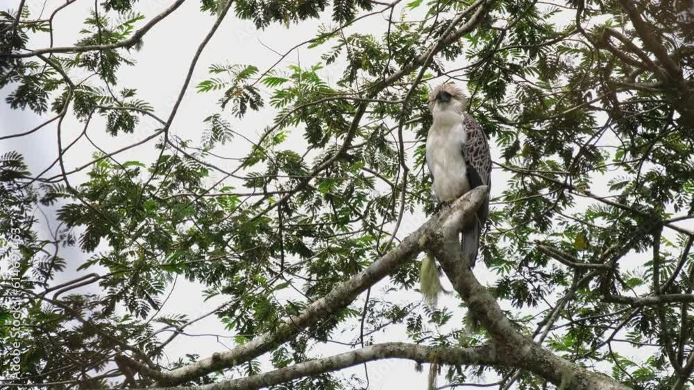 Looking forward while spreading its crest and then looks down, Philippine Eagle Pithecophaga jefferyi Juvenile, Philippines Looking forward while spreading its crest and then looks down, Philippine Eagle Pithecophaga jefferyi Juvenile, Philippines