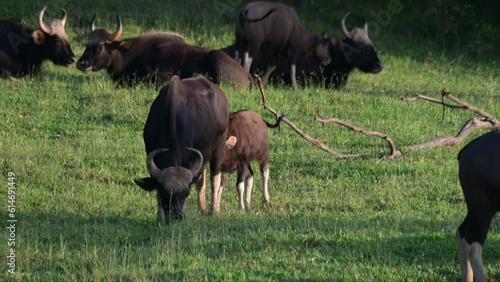 A calf following its mother while grazing, Gaur Bos gaurus, Thailand photo