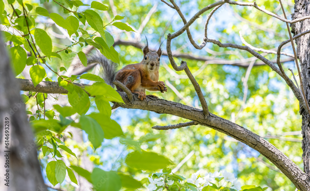 A squirrel sits on a tree branch among the leaves on a summer day. A squirrel sits on a tree branch among the leaves on a summer day.
