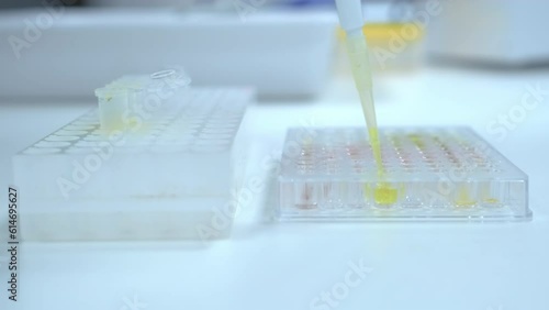 Filling of microplate using automatic pipette for ELISA test or immuno assay  photo
