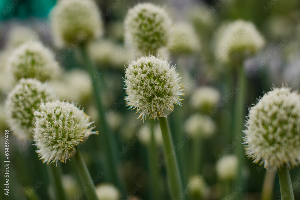 Welsh flowering onion. Blooming onion. Welsh flowering onion. Blooming onion.