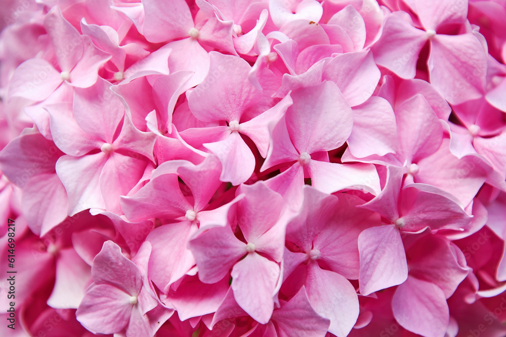 Macro view of gentle pink hydrangea flowers and petals. Herbs and flowers background textures Macro view of gentle pink hydrangea flowers and petals. Herbs and flowers background textures