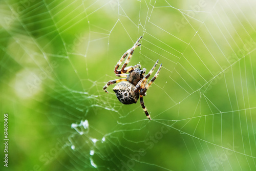 Big araneus cross spider crawling on the web in the forest. Green foliage background. Wild animals theme