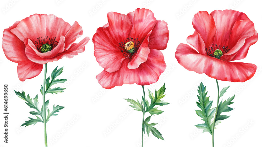 Red poppies. Summer flowers, floral set elements. Watercolor hand drawn illustration isolated on white background. - obrazy, fototapety, plakaty 