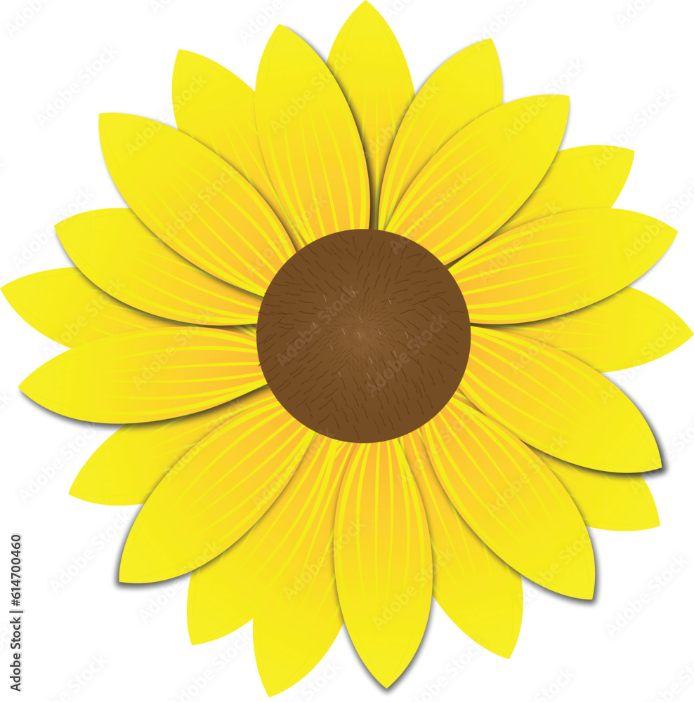 sunflower on white background sunflower on white background