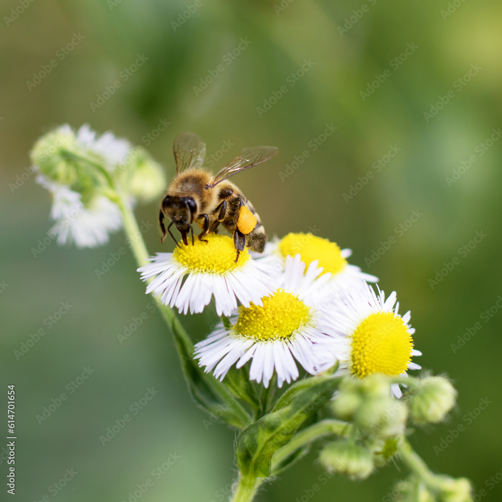 a bee collects nectar from a flower a bee collects nectar from a flower