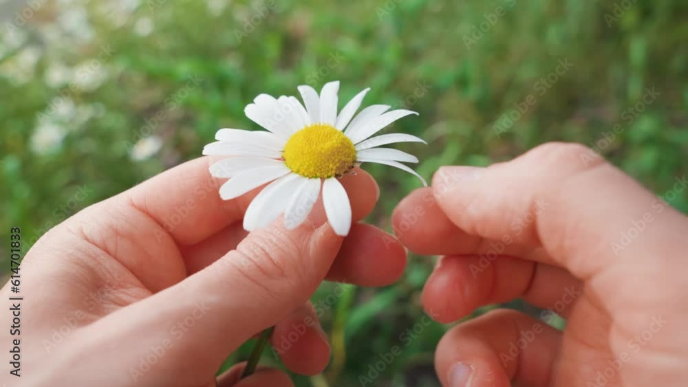 Man removing petals from a daisy flower. Close up Man removing petals from a daisy flower. Close up
