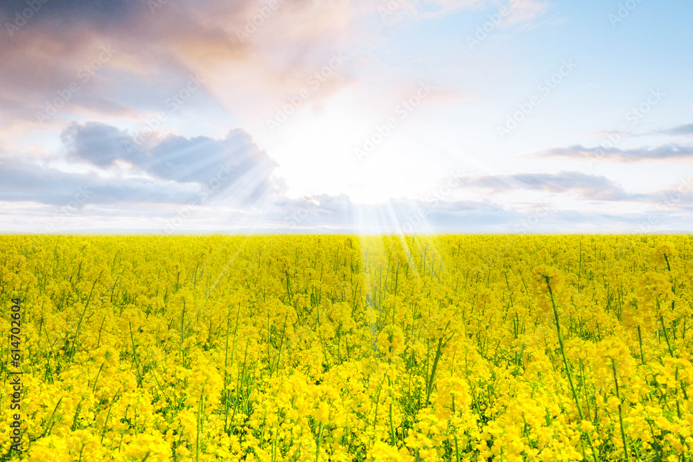 Obraz premium Sunlight coming out from clouds in a field of Sunflowers