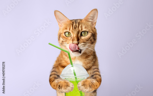 Charming Bengal cat with orange juice in its paws on a purple background.