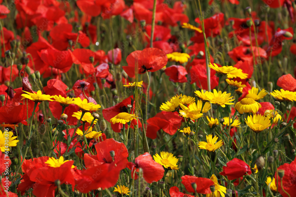 Naklejka premium View of Poppies in bloom in a field in West Pentire Cornwall
