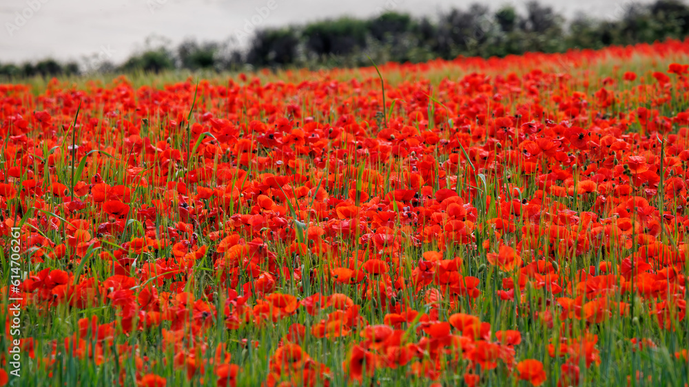 View of Poppies in bloom in a field in West Pentire Cornwall