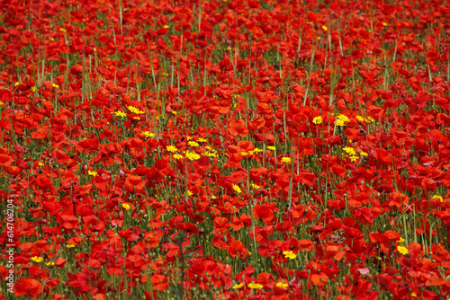 View of Poppies in bloom in a field in West Pentire Cornwall © philipbird123