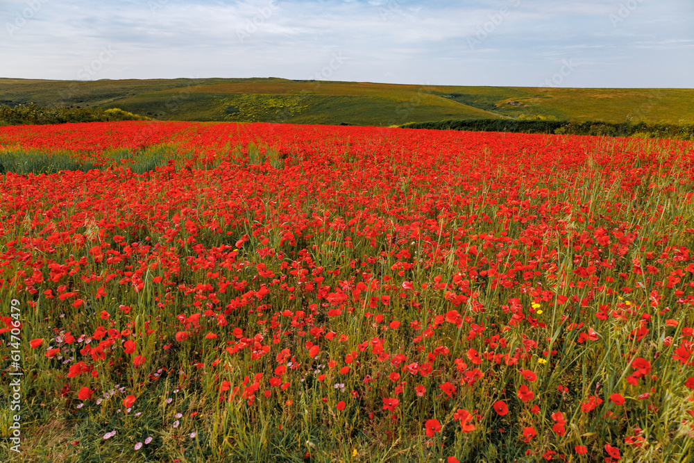 View of Poppies in bloom in a field in West Pentire Cornwall View of Poppies in bloom in a field in West Pentire Cornwall