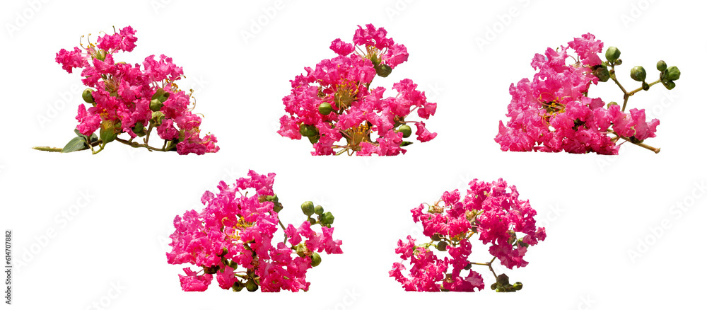 Cut out Crape Myrtle flowers on white background