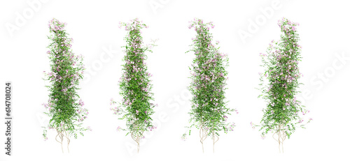 Creeper leaves isolated on white in 3d rendering 