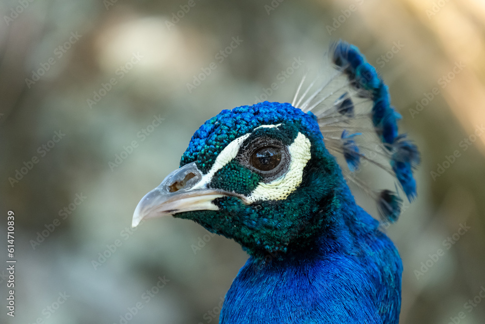 A beutiful peacock looking at the camera in a public park at background. A beutiful peacock looking at the camera in a public park at background.
