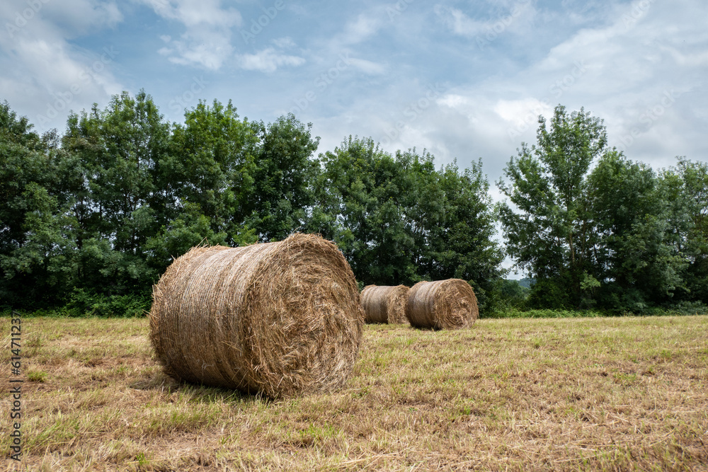 Fardos de feno em um campo agriculta após a colheita que pode ser utilizada como combustível ou para alimentação animal