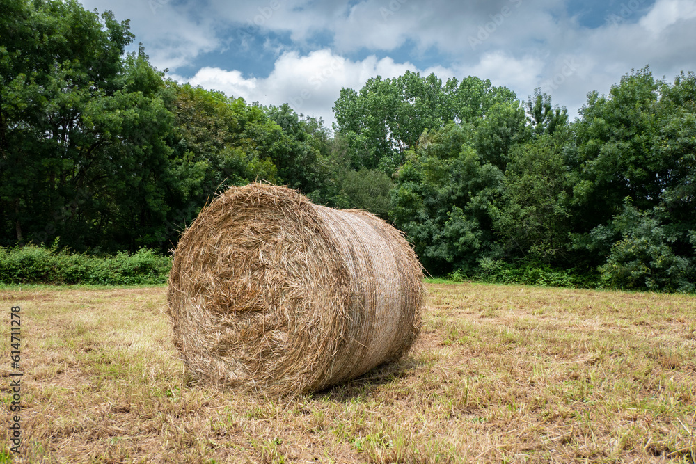 Fardo de feno em um campo agriculta após a colheita para posteriormente ser utilizado como combustível ou para alimentação animal Fardo de feno em um campo agriculta após a colheita para posteriormente ser utilizado como combustível ou para alimentação animal