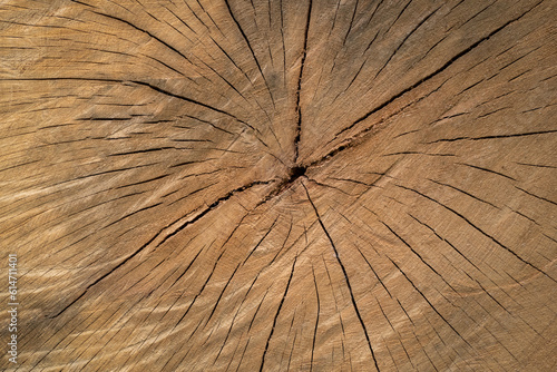 Textura de um tronco de madeira com algumas rachaduras sobre a superfície 