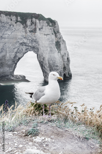 Seagull on the edge of rock in Normandie stock photo 