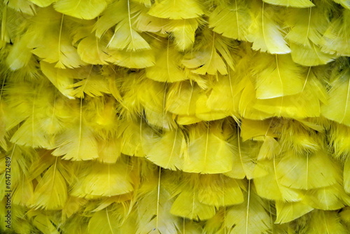 Wallpaper Mural Surface recouverte de plumes jaunes. Torontodigital.ca