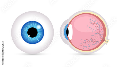 Eye ball vector retina closeup isolated icon. Round Eyeball 3d anatomy illustration object human icon.