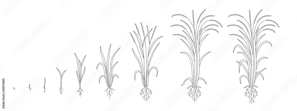 Naklejka premium Rice plant growing cycle. Growing stages. Harvest progression. Editable outline stroke. Vector line.