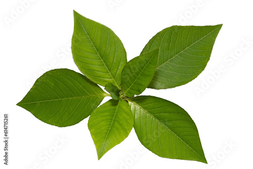 Εκτύπωση καμβά Top view of green plant leaf isolated on white background