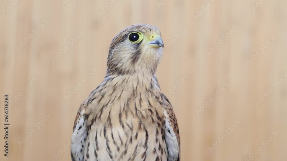 Falcon on a wooden background. Bird portrait. Slow motion. Falcon on a wooden background. Bird portrait. Slow motion.