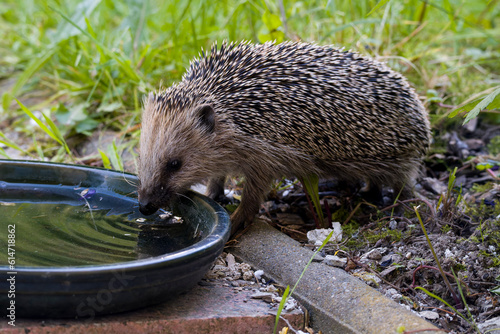 Abgemagerter Igel an einer Wassertränke photo