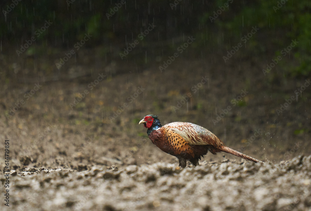 Fototapeta premium Male pheasant in the forest in rain