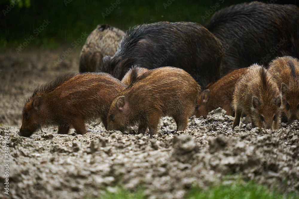 Wild hogs (feral pigs) in rain Wild hogs (feral pigs) in rain