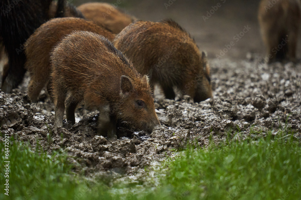 Wild hogs (feral pigs) in rain Wild hogs (feral pigs) in rain