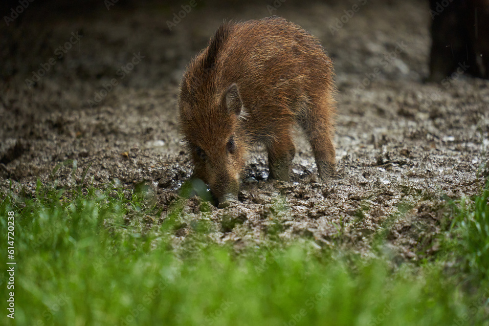 Wild hogs (feral pigs) in rain Wild hogs (feral pigs) in rain
