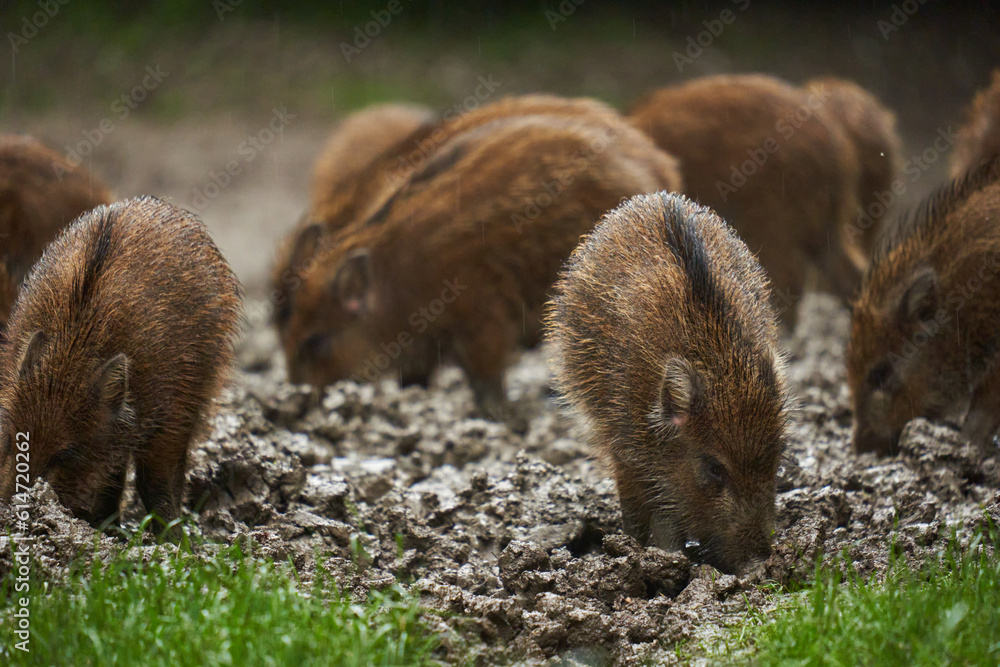 Wild hogs (feral pigs) in rain Wild hogs (feral pigs) in rain